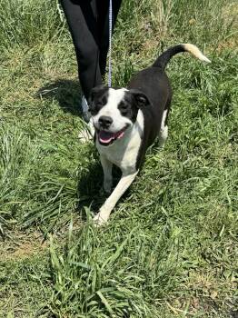 Rescue American Bulldog Dogs for Adoption in Troy, Alabama - Forrest Gump | PetCurious