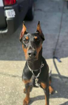 Doberman Pinscher Dogs Available for Adoption - Tony | PetCurious