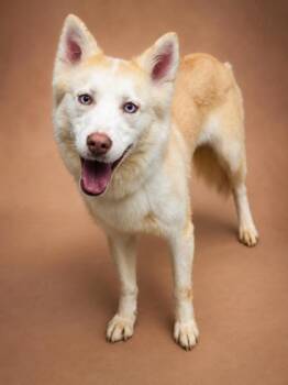 Ember -  Siberian Husky and Mixed Breed Dog for Adoption in Bowling Green, Kentucky - Ember | PetCurious
