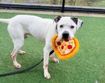 Pit Bull Terrier and Mixed Breed Dogs Available for Adoption in Kansas City, Missouri - Wally | PetCurious