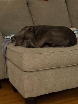 Whalebert -  Pit Bull Terrier and Mixed Breed Dog for Adoption in Fishers, Indiana - Whalebert | PetCurious