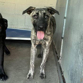 Ashley -  Pit Bull Terrier and Mixed Breed Dog for Adoption in Edinburg, Texas - Ashley | PetCurious