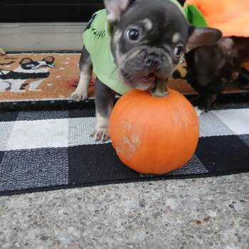 Merlin -  French Bulldog Dog for Adoption in Elyria, Ohio - Merlin | PetCurious