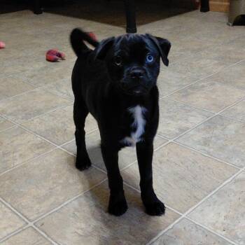 Shania KS -  Pug and Australian Shepherd Dog for Adoption in Austin, Texas - Shania KS | PetCurious