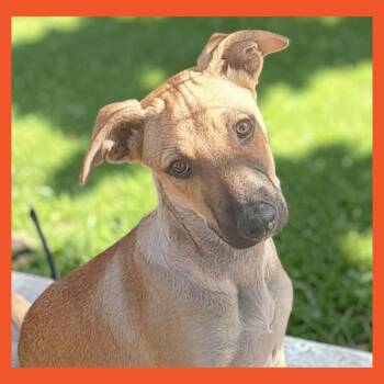 Hershel -  Mixed Breed Dog for Adoption in San Francisco, California - Hershel | PetCurious