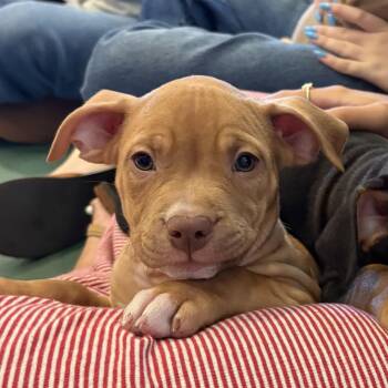Milan -  Pit Bull Terrier Dog for Adoption in Columbia, South Carolina - Milan | PetCurious
