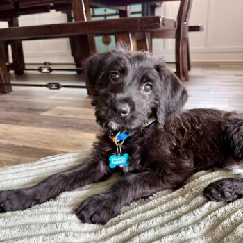 Terrier and Schnauzer Dogs Available for Adoption in Alvin, Texas - Biggie Smalls | PetCurious