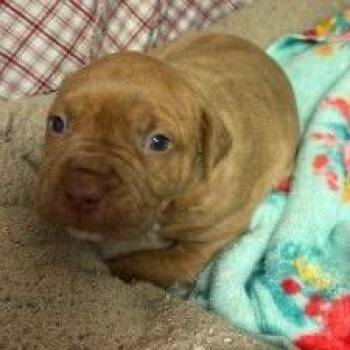 American Staffordshire Terrier Dogs Available for Adoption - Tot | PetCurious