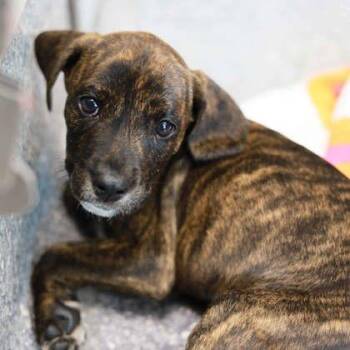 Crossiant -  Hound and Mixed Breed Dog for Adoption in Atlanta, Georgia - Crossiant | PetCurious