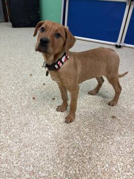 Labrador Retriever and Mixed Breed Dogs Available for Adoption - Pepper Minstix | PetCurious