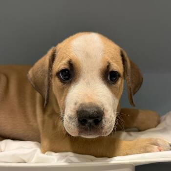Lemon -  Mixed Breed Dog for Adoption in Chattanooga, Tennessee - Lemon | PetCurious