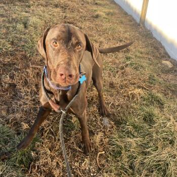 Minnow -  Chocolate Labrador Retriever and Doberman Pinscher Dog for Adoption in West Des Moines, Iowa - Minnow | PetCurious