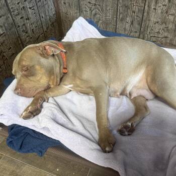 Nyla -  Pit Bull Terrier Dog for Adoption in Groveland, Massachusetts - Nyla | PetCurious