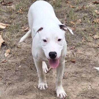 Powder -  Australian Cattle Dog Blue Heeler Dog for Adoption in Queen City, Texas - Powder | PetCurious
