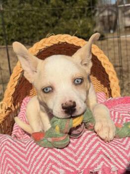 Husky and Chihuahua Dogs Available for Adoption - Sierra | PetCurious