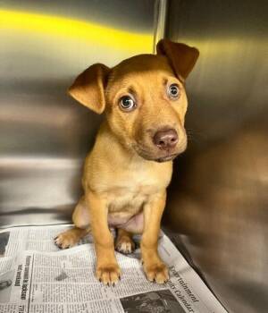 Pit Bull Terrier and Mixed Breed Dogs Available for Adoption in Jackson, Tennessee - Doodlebug | PetCurious