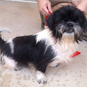 Joseph -  Shih Tzu Dog for Adoption in Carrollton, Texas - Joseph | PetCurious