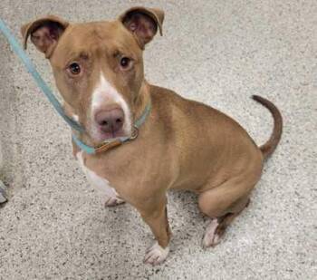 Cadbury -  Pit Bull Terrier and Mixed Breed Dog for Adoption in Kansas City, Missouri - Cadbury | PetCurious