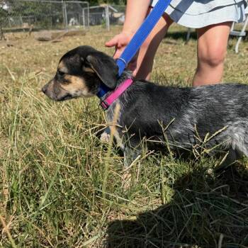 Thunder -  Australian Cattle Dog Blue Heeler Dog for Adoption in Okmulgee, Oklahoma - Thunder | PetCurious