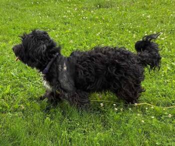 Gracie -  Poodle and Terrier Dog for Adoption in Portland, Indiana - Gracie | PetCurious