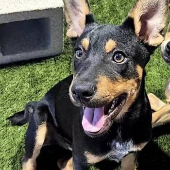 Beau -  Rottweiler and Australian Cattle Dog Blue Heeler Dog for Adoption in Krum, Texas - Beau | PetCurious