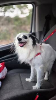 Sergio aka Roger -  Papillon Dog for Adoption in North Reading, Massachusetts - Sergio Aka Roger | PetCurious