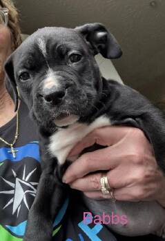 Boxer and Pit Bull Terrier Dogs Available for Adoption - Babbs | PetCurious