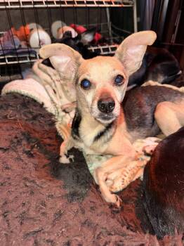 Jessie -  Chihuahua Dog for Adoption in Ball Ground, Georgia - Jessie | PetCurious