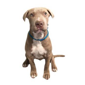 Maxwell -  Pit Bull Terrier Dog for Adoption in Red Bluff, California - Maxwell | PetCurious