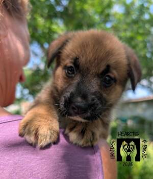 Chapin -  Shepherd and Husky Dog for Adoption in Omaha, Nebraska - Chapin | PetCurious