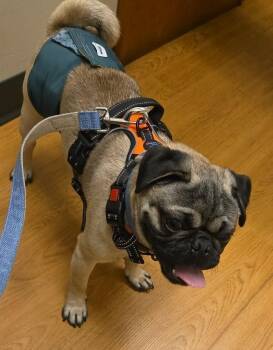 Harvey -  Pug Dog for Adoption in Eagle, Idaho - Harvey | PetCurious
