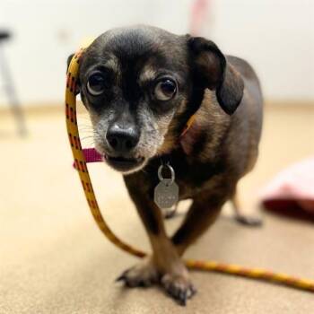 Cove -  Mixed Breed Dog for Adoption in Glenwood Springs, Colorado - Cove | PetCurious