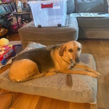 NY Bella (foster in Crompond NY) -  German Shepherd Dog and American Foxhound Dog for Adoption in Stormville, New York - NY Bella (foster In Crompond NY) | PetCurious