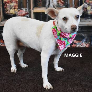 MAGGIE -  Jack Russell Terrier and Chihuahua Dog for Adoption in Marana, Arizona - MAGGIE | PetCurious