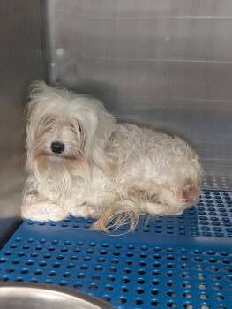 Poodle Dogs Available for Adoption in Nacogdoches, Texas - Vierra | PetCurious