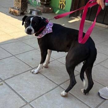 Bella -  Boston Terrier and Mixed Breed Dog for Adoption in Bend, Oregon - Bella | PetCurious