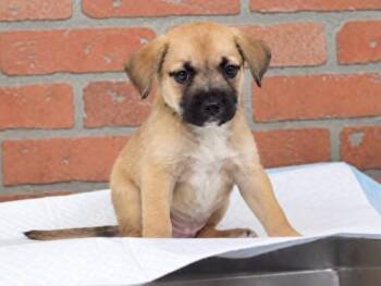 Iris -  Black Mouth Cur Dog for Adoption in Sedalia, Colorado - Iris | PetCurious