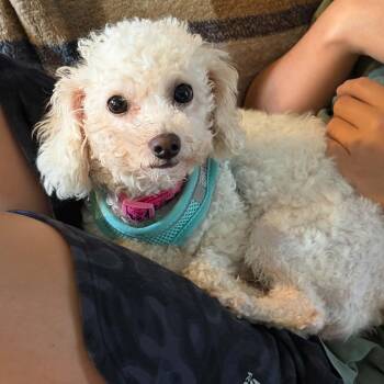Lola -  Maltipoo Dog for Adoption in Cedar Rapids, Iowa - Lola | PetCurious