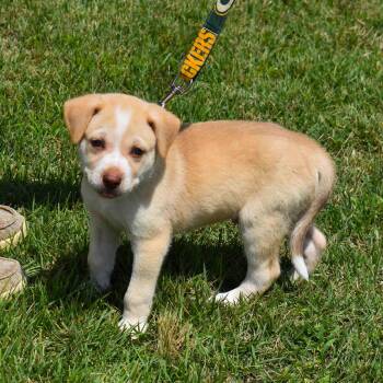 Sonny -  Mixed Breed Dog for Adoption in Searcy, Arkansas - Sonny | PetCurious