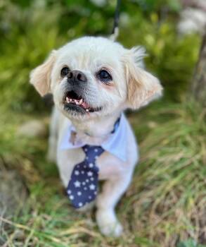 Reboot -  Pekingese Dog for Adoption in Palo Alto, California - Reboot | PetCurious