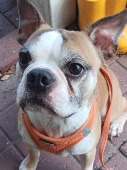 Chancey -  Boston Terrier Dog for Adoption in Lake Mary, Florida - Chancey | PetCurious