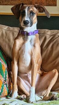 Healer -  Boxer and Greyhound Dog for Adoption in Pelzer, South Carolina - Healer | PetCurious