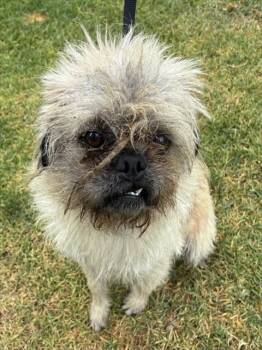 Shih Tzu and Mixed Breed Dogs Available for Adoption in Riverside, California - PUNK | PetCurious