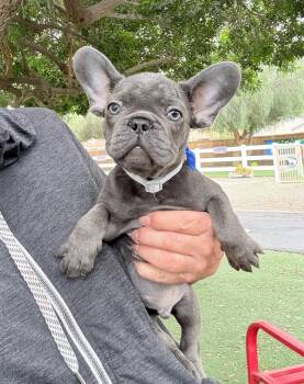 French Bulldog Dogs Available for Adoption in Temecula, California - Brady | PetCurious
