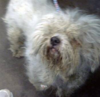 THEROS -  Mixed Breed Dog for Adoption in Dallas, Texas - THEROS | PetCurious