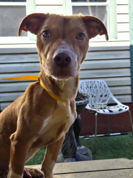 Rescue Dachshund and Terrier Dogs for Adoption in Oakland Park, Florida - Luke | PetCurious