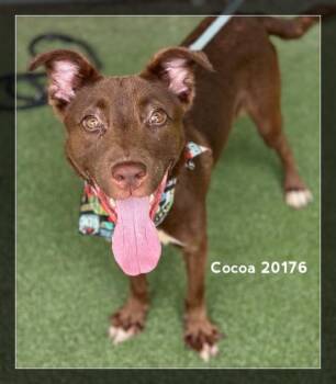 COCOA -  Hound and Shepherd Dog for Adoption in Marietta, Georgia - COCOA | PetCurious