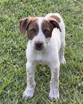 Toby Lonestar -  German Shorthaired Pointer Dog for Adoption in Rockaway, New Jersey - Toby Lonestar | PetCurious