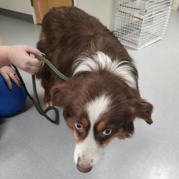 Red aka Scout -  Australian Shepherd Dog for Adoption in Ada, Minnesota - Red Aka Scout | PetCurious