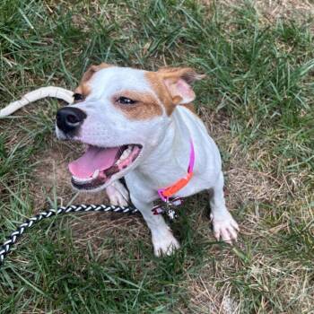Mary -  Beagle and Mixed Breed Dog for Adoption in Wake Forest, North Carolina - Mary | PetCurious